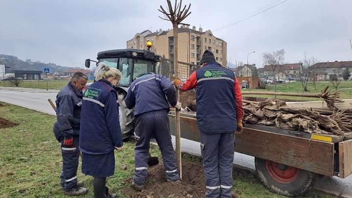 Нови дрворед у Булевару Вука Караџића