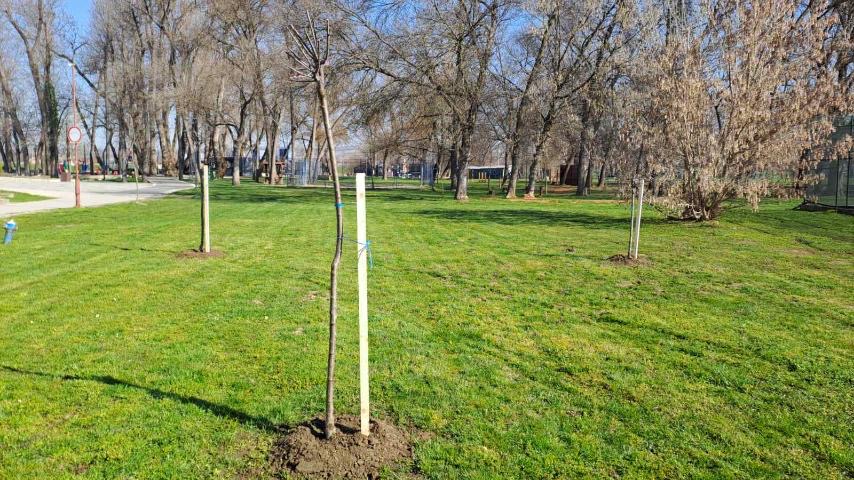 Градско зеленило од почетка године посадило 292 саднице дрвећа